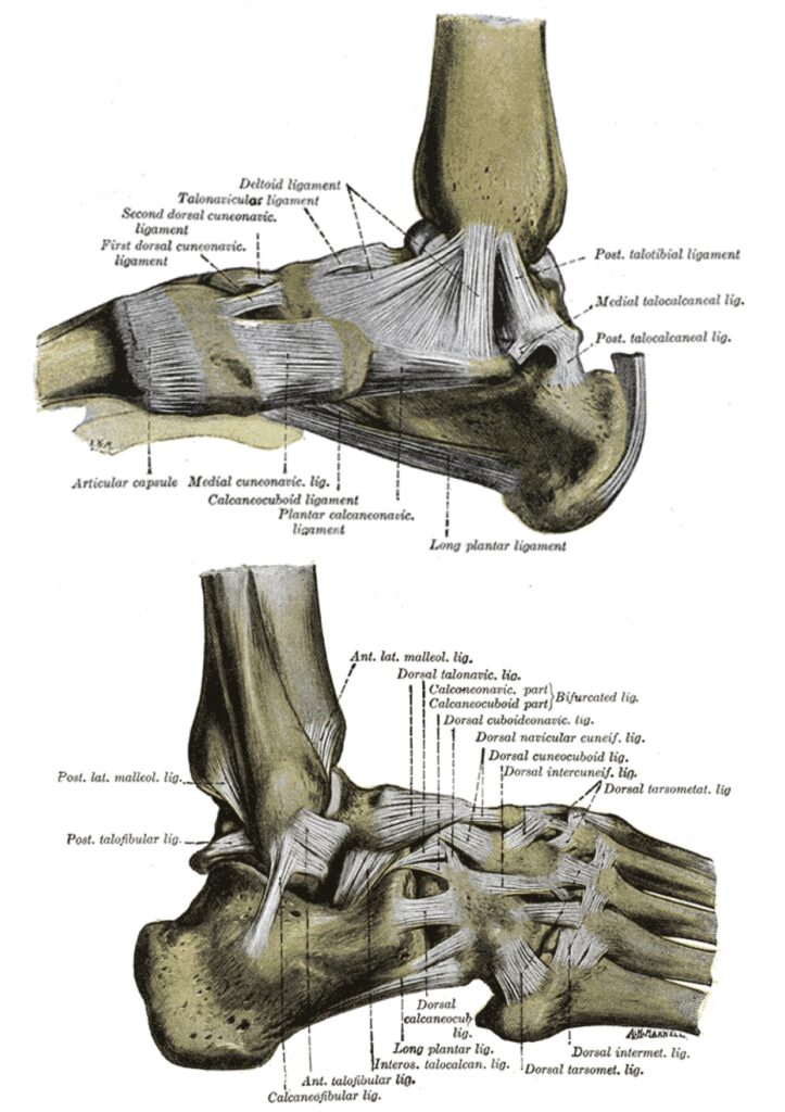 trattamento della caviglia rotta: anatomia